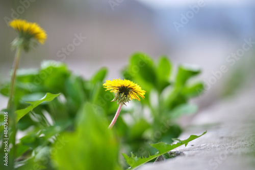 Grass weed with yellow dandelion flowers growing through sidewalk crack on city street. Road maintenance concept