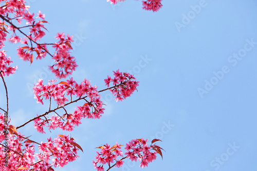 Phaya Suea Krong flower in the north of Thailand