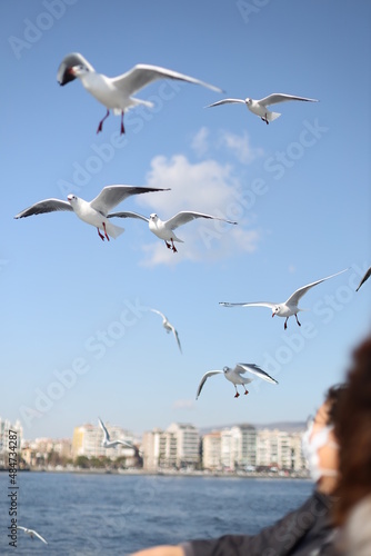 Gulls  or colloquially seagulls  are seabirds of the family Laridae in the suborder Lari.