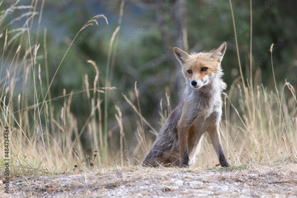 Red fox on a meadow, in Italy, Abruzzo
Red fox on a meadow, in Italy, Abruzzo
