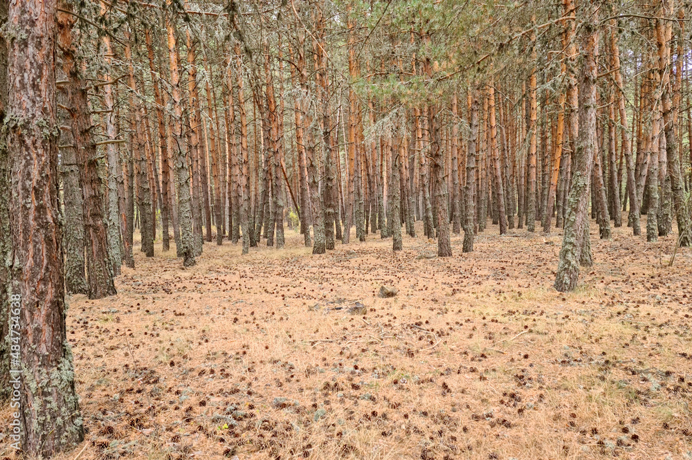 Autumn landscape in a pine forest. Fall season. The ground is full of pine cones. Autumn landscape in a pine forest. Fall season. The ground is full of pine cones.