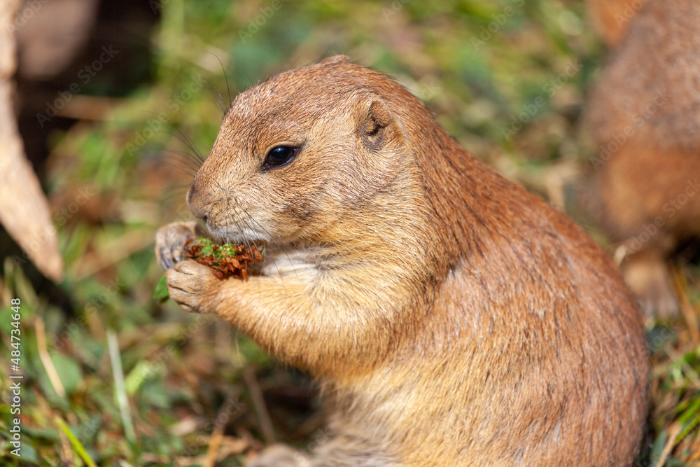 a single black-tailed prairie dog portrait a single black-tailed prairie dog portrait
