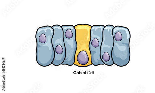 Goblet Cells Detailed Vector Illustration, Mucin secreting Epithelial Cells White Background Medical Education Research