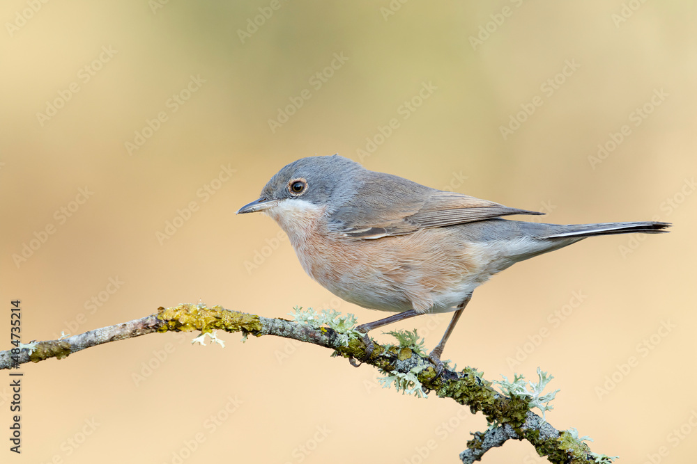 Subalpine Warbler, Sylvia cantillans, perched on a branch Subalpine Warbler, Sylvia cantillans, perched on a branch