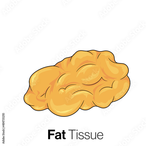isolated white fat tissue in white background