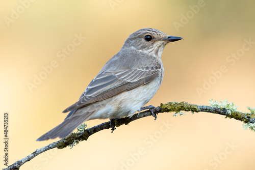 Spotted Flycatcher, Muscicapa striata, perched on a branch