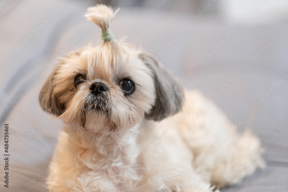 A cute fluffy purebred Shih Tzu, Shitzu dog. Adorable light puppy Shi-tzu on grey bed, cushion, sofa, couch.