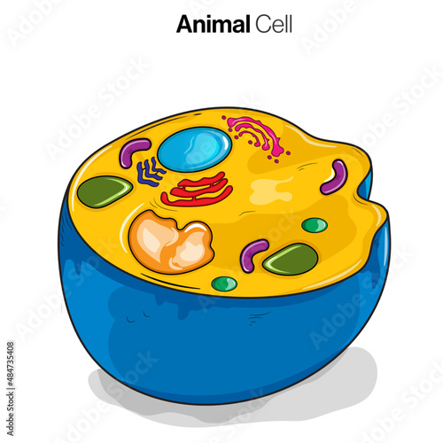 Cross-section of eukaryotic cell or animal cell. 
