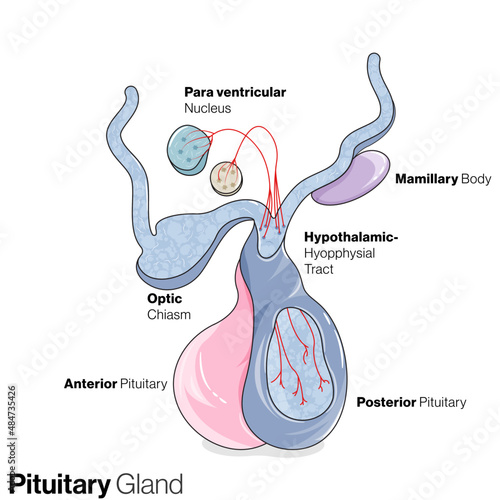 An Informative Vector Illustration Depicting the Intricate Anatomy and Hormonal Significance of the Pituitary Gland for Scientific Insights and Education