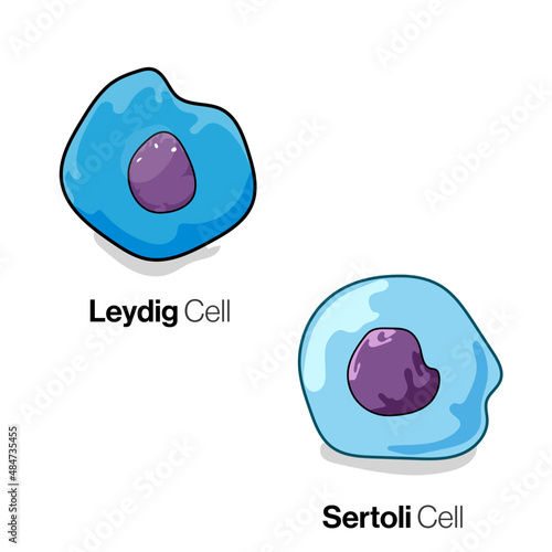 Leydig and Sertoli Cells in Male Reproductive System, Detailed Vector Illustration for Educational and Medical Concepts photo