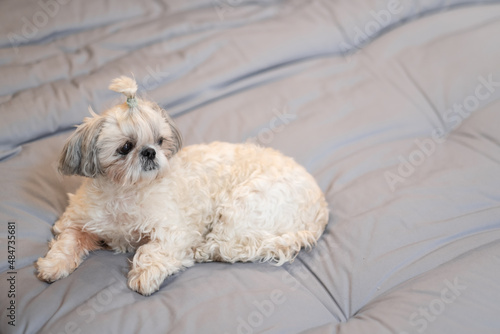 A cute fluffy purebred Shih Tzu, Shitzu dog. Adorable light puppy Shi-tzu on grey bed, cushion, sofa, couch.