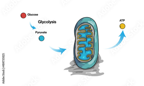 ATP Synthesis in mitochondria through Glycolysis pathway illustration photo