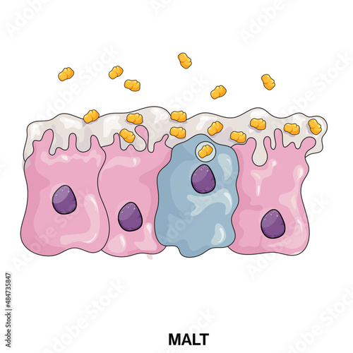 A Comprehensive Vector Illustration Depicting the Complexity and Functionality of Mucosa, Associated Lymphoid Tissue MALT in Immune Defense
