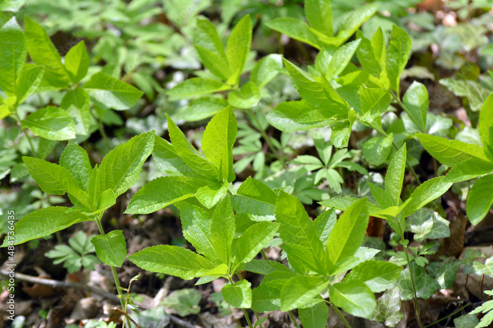 In the spring, Mercurialis perennis grows in the forest In the spring, Mercurialis perennis grows in the forest