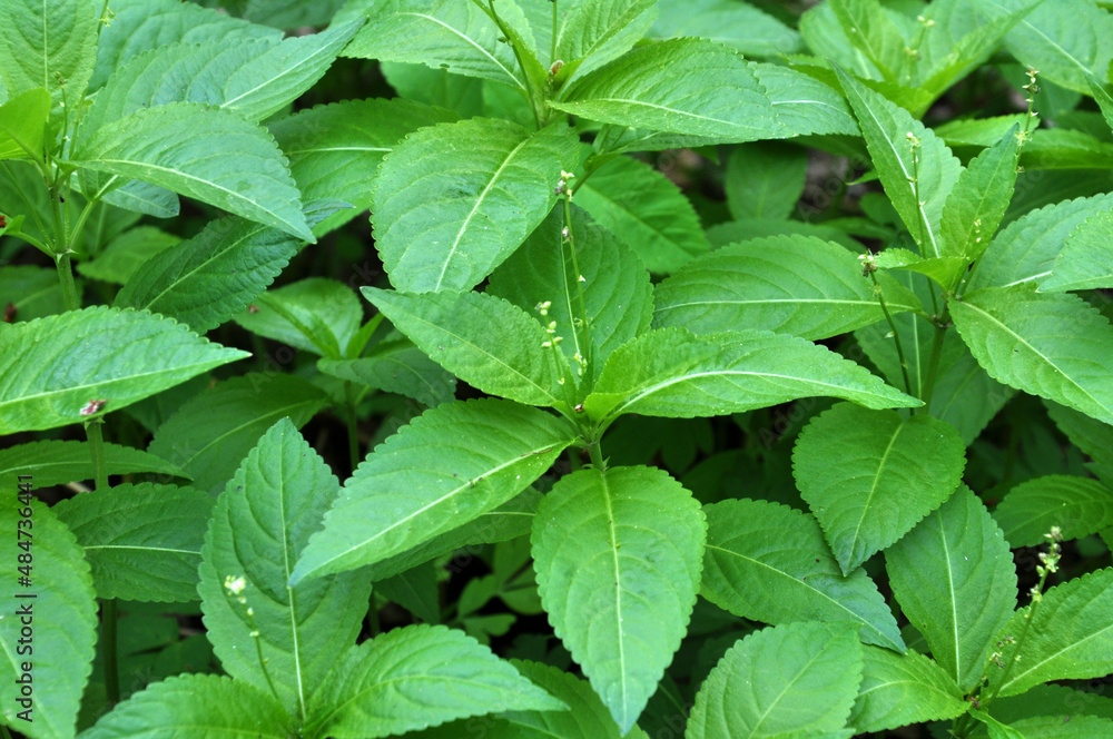 In the spring, Mercurialis perennis grows in the forest In the spring, Mercurialis perennis grows in the forest