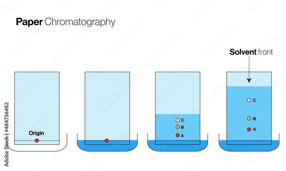 Ascending Paper Chromatography Vector illustration in white background