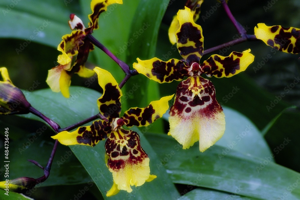 Obraz premium orchid 2