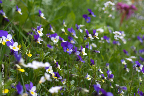 Flowermeadow