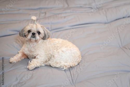 A cute fluffy purebred Shih Tzu, Shitzu dog. Adorable light puppy Shi-tzu on grey bed, cushion, sofa, couch.