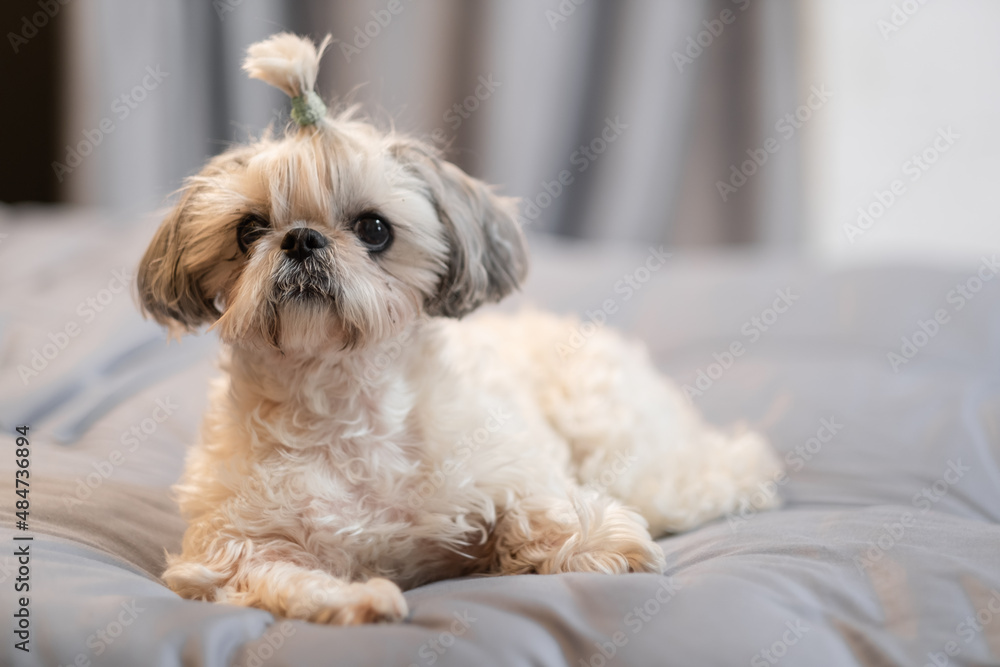 A cute fluffy purebred Shih Tzu, Shitzu dog. Adorable light puppy Shi-tzu on grey bed, cushion, sofa, couch. A cute fluffy purebred Shih Tzu, Shitzu dog. Adorable light puppy Shi-tzu on grey bed, cushion, sofa, couch.