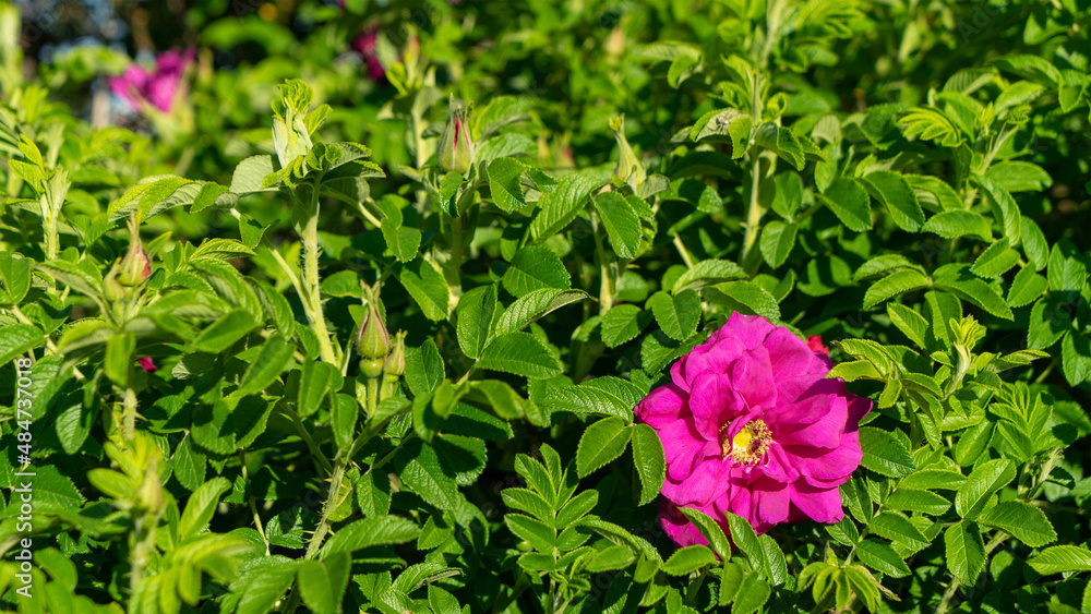 Fototapeta premium A pink rosehip flower with a yellow core against a background of bright green foliage on a sunny day in spring or summer