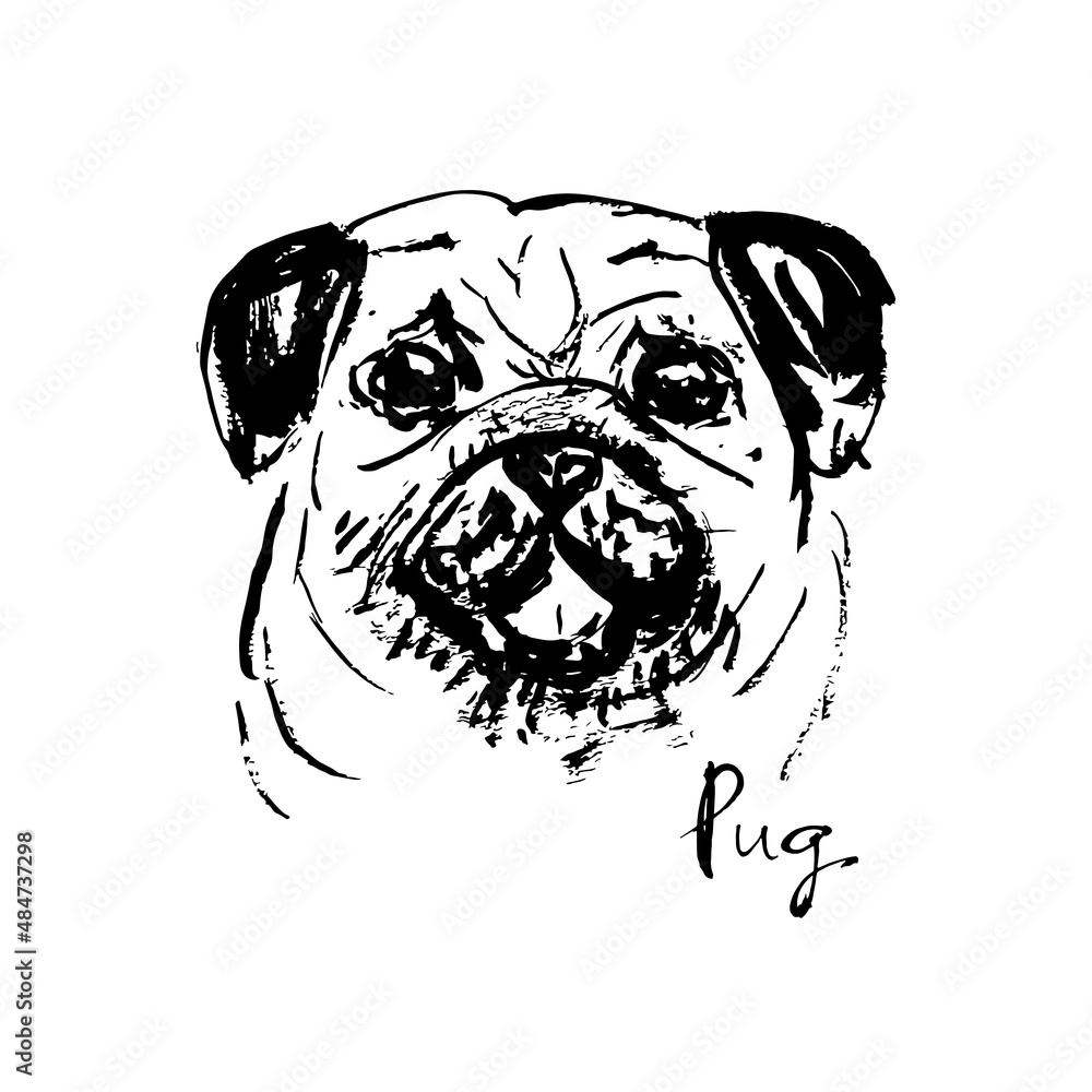 Illustration of a cute pug face.