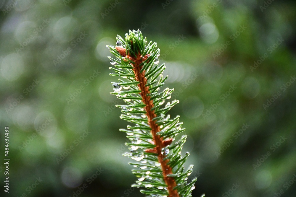 Naklejka premium LasRomanka2