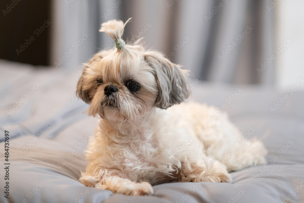 A cute fluffy purebred Shih Tzu, Shitzu dog. Adorable light puppy Shi-tzu on grey bed, cushion, sofa, couch. A cute fluffy purebred Shih Tzu, Shitzu dog. Adorable light puppy Shi-tzu on grey bed, cushion, sofa, couch.