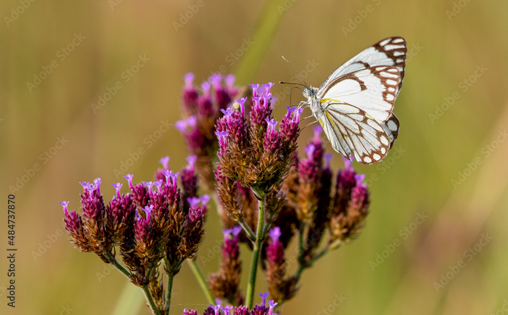 Obraz premium Brown-veined White Butterfly, South Africa