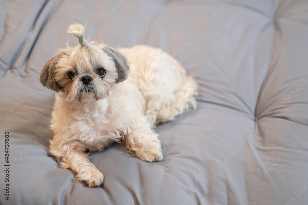 A cute fluffy purebred Shih Tzu, Shitzu dog. Adorable light puppy Shi-tzu on grey bed, cushion, sofa, couch. A cute fluffy purebred Shih Tzu, Shitzu dog. Adorable light puppy Shi-tzu on grey bed, cushion, sofa, couch.