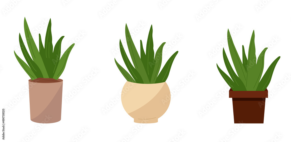 Set with vector green fresh aloe vera in a pot, natural cosmetics from aloe, medical plants, face and body care, beauty procedures, self-care in flat style isolated on white background Set with vector green fresh aloe vera in a pot, natural cosmetics from aloe, medical plants, face and body care, beauty procedures, self-care in flat style isolated on white background