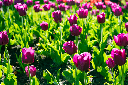 flowerbed of purple tulip flower closeup with colorful natural background