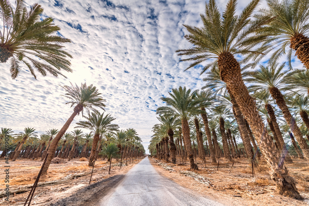 Obraz premium Countryside gravel road among plantations of date palms, image depicts healthy food and GMO free food production. Agriculture industry in desert and arid areas of the Middle East