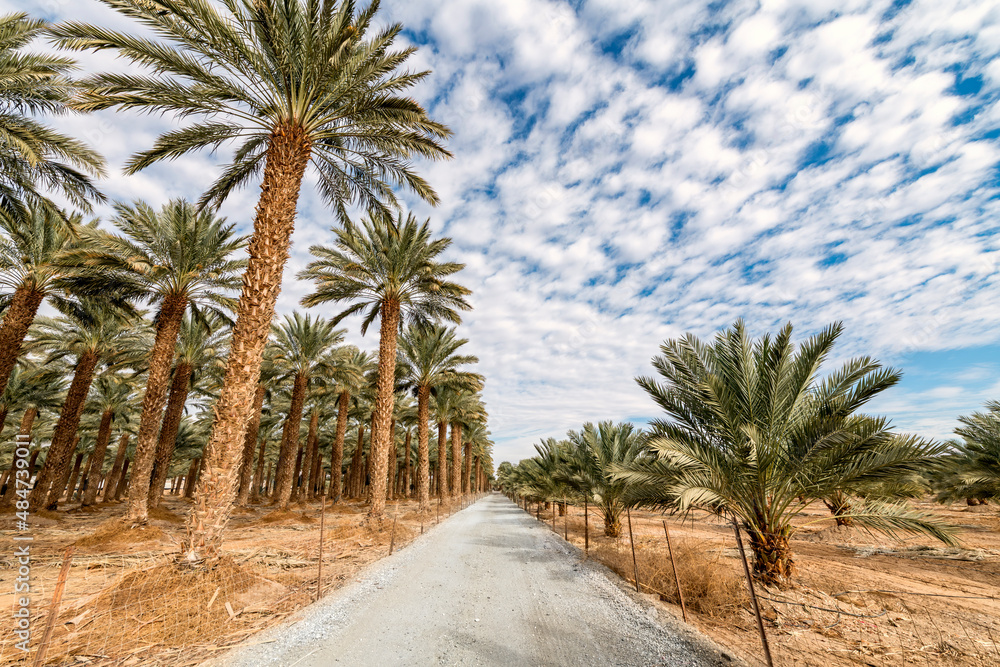 Countryside gravel road among plantations of date palms, image depicts healthy food and GMO free food production. Agriculture industry in desert and arid areas of the Middle East