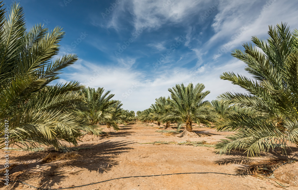 Plantation of date palms. Desert and arid agriculture industry intended for GMO free and healthy food production in the Middle East Plantation of date palms. Desert and arid agriculture industry intended for GMO free and healthy food production in the Middle East