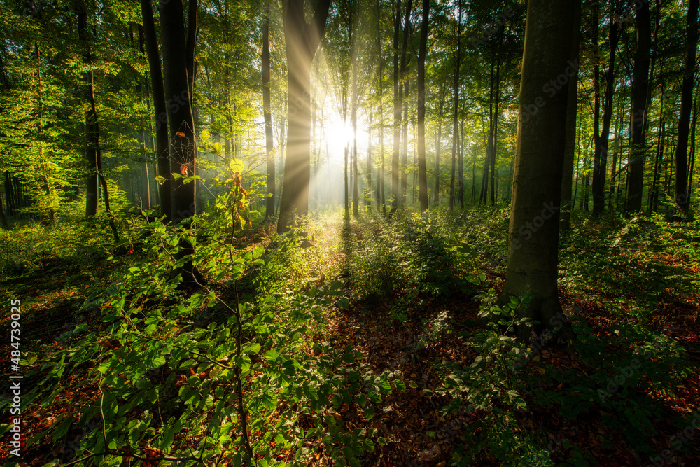 Fototapeta premium Beautiful sunny morning in the green forest