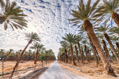 Countryside gravel road among plantations of date palms  image depicts healthy food and GMO free food production. Agriculture industry in desert and arid areas of the Middle East