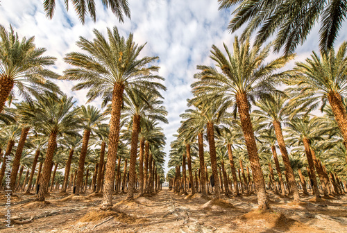 Industrial plantation of date palms. Desert and arid agriculture industry intended for GMO free and healthy food production in the Middle East