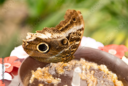 Brown peacock butterfly summer winged insect sitting in bowl on blurry nature natural background photo
