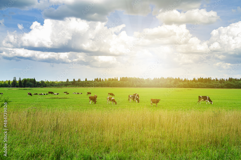 Herd of cows graze in the meadow. Herd of cows graze in the meadow.