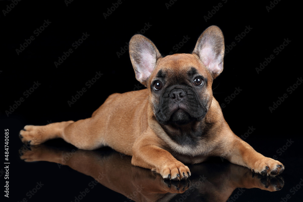 Cute little bulldog puppy lying on black background Cute little bulldog puppy lying on black background