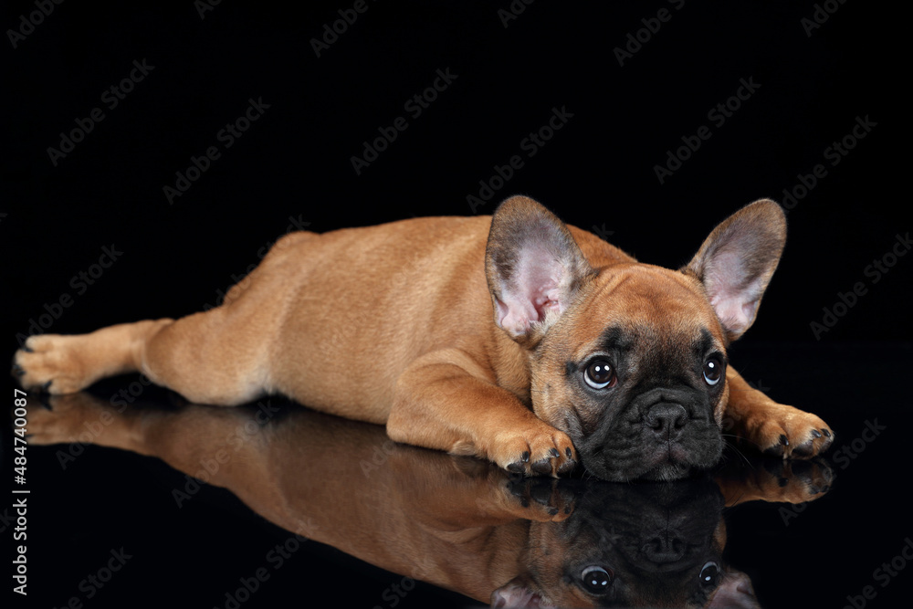 Cute little bulldog puppy lying on black background