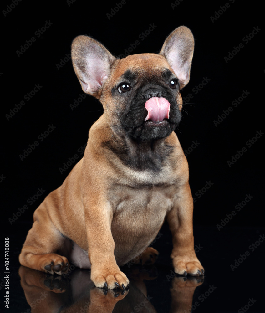 Cute little french bulldog puppy sitting on a black background. Little funny puppy licks his lips
