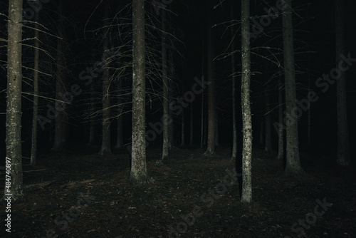 Fototapeta Naklejka Na Ścianę i Meble -  Mysterious forest at night. Pine forest with flashlight.Long exposure shot