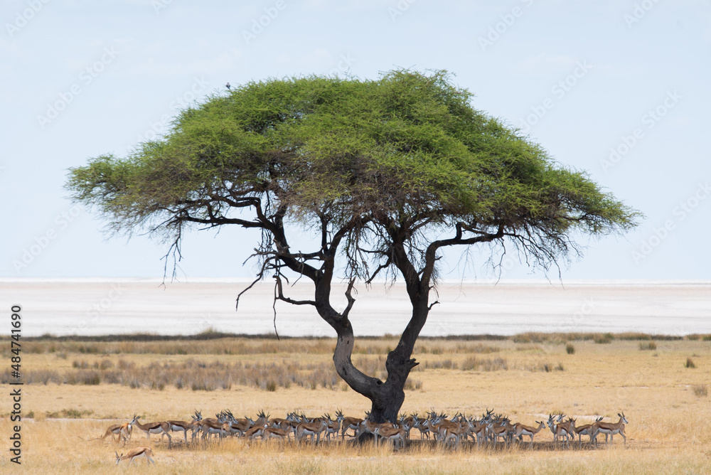 Springbok antelope in the wild. Safari in Africa, African savannah wildlife. Springbok antelope in the wild. Safari in Africa, African savannah wildlife.