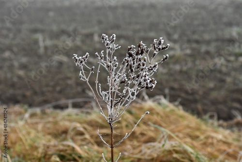 Getrorene Wildblume mit welkem Gras an Feld im Winter