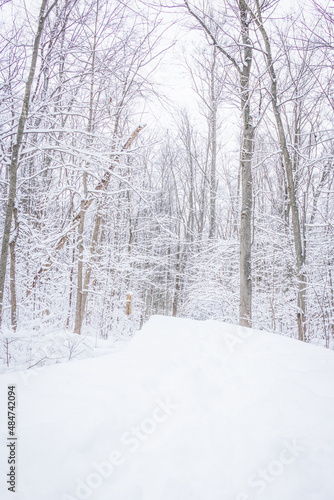 wintery wooded walk