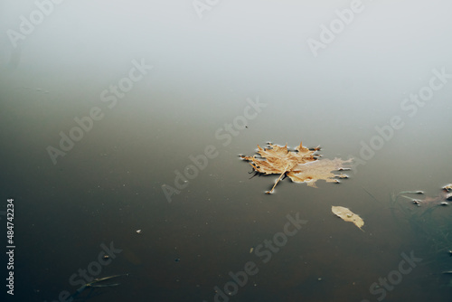 Maple leaf floats on water. Lots of free space, lake and river. Autumn leaves