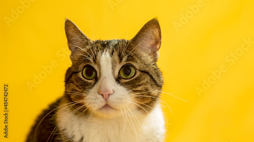 Gray cat isolated on yellow background copy space. Pet shot for advertising. Cat place for text.