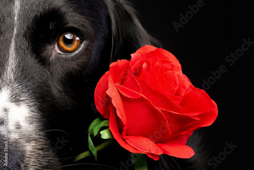 Foto Close up valentine's portrait of a black dog on a black background holding an artificial red rose in it's mouth